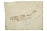 Cretaceous Fossil Fish (Scombroclupea?) - Lebanon #251418-1